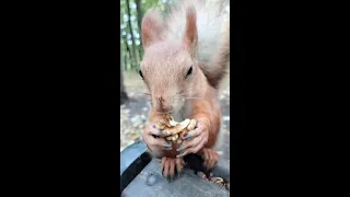 Старая белка ест орешек / An old squirrel eats a nut