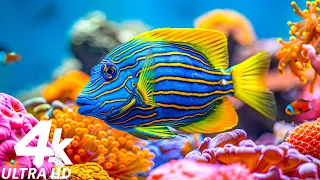 The Best 4K (ULTRA HD) Aquarium - Relaxing Music to Relieve Stress, Anxiety and Depression