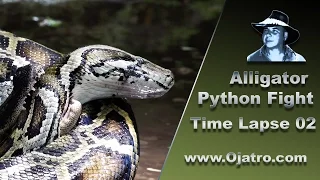 Alligator vs Big Python 02 Time Lapse