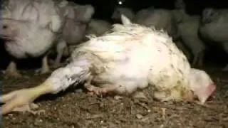 Hühnermast in Deutschland ( Massentierhaltung, Tierquälerei )