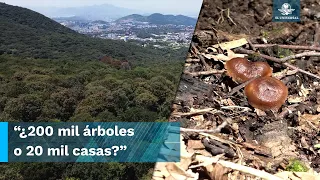 El bosque que se niega a morir