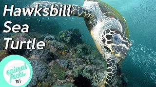 Hawksbill Sea Turtle • All You Need To Know About This Reptilia