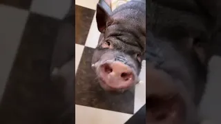 Свинья откусила палец