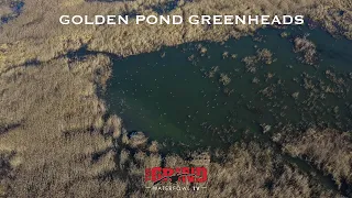 Golden Pond Greenheads | The Grind S9:E10