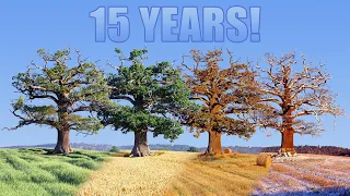 15 year Time lapse of old Oak tree