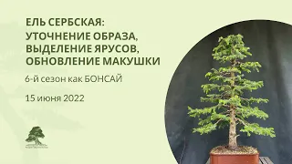 БОНСАЙ из ЕЛИ сербской: восстановление образа