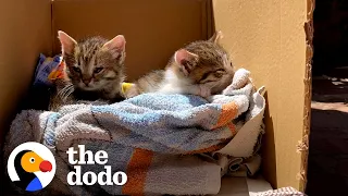 Rescue Kittens Love To Ride Around On Dad's Shoulders | The Dodo Cat Crazy