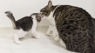 The Big Cat Wants to Teach the Rescued Kitten │ Episode.30