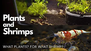 Shrimps in Planted Tank? Plants in Shrimped Tank?? | Caridina Shrimp Tank