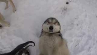 Another Very Happy Wolfdog