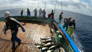 Mancing santai ikan tuna ukuran 35kg per ekor,, tarikan nya mantap sekali , skipjack japan 2023