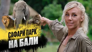 На наш джип напала стая буйволов! Поездка в сафари-парк на Бали