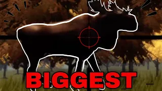 The biggest moose 🫎 hunting season Roblox