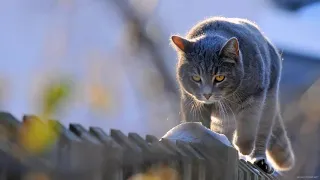 Коты акробаты Cats acrobats