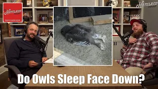 Do Owls Sleep Face Down? | Nateland Podcast