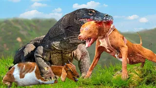 Dogs In Danger! Giant Komodo Dragon Rushed Into Village To Attack Dogs And Steal Goat