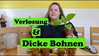 Dicke Bohnen, Saubohnen, Puffbohnen, Ackerbohnen anbauen + Verlosung!