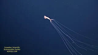 Bigfin Squid Magnapinna Squid