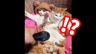 [動物おもしろ動画]オナラにびっくりするねこちゃん　猫ちゃん犬ちゃん面白可愛い動画集