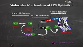 Autophagy- Molecular Mechanism of LC3 Lipidation