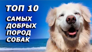 ТОП 10   САМЫХ ДОБРЫХ ПОРОДЫ СОБАК