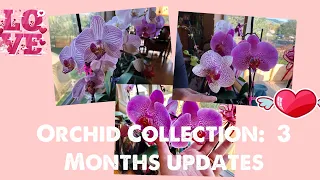 BANANA PEEL TEA: Orchid Collection 3 months Update