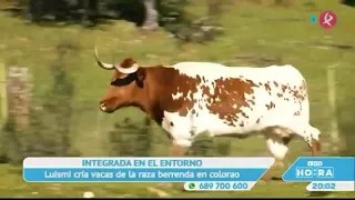 Manu Brea en "A esta hora". Berrenda en Colorao. Preciosa vaca ibérica. Ibérico en vacuno