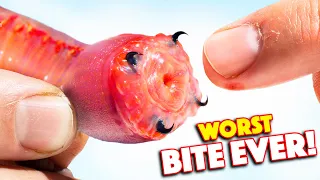 Ultimate Bloodworm Bite Test!