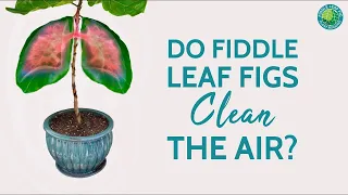 Do Fiddle Leaf Fig Plants Clean The Air? | Fiddle Leaf Fig Plant Resource Center