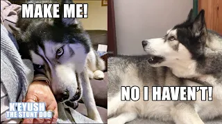 My Husky Annoying and Arguing With My Mum! They Love Each Other Really!