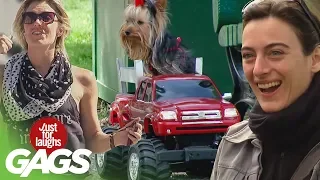 Best of Animal Pranks | Just For Laughs Compilation