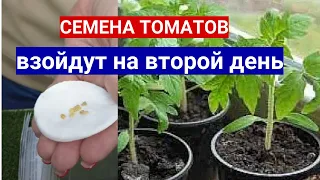 ТОМАТЫ ВСХОДЯТ НА ВТОРОЙ ДЕНЬ - В ЧЕМ ЗАМОЧИТЬ СЕМЕНА