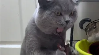 Funny cats 🐱🐱🐱and dogs🐶🐶🐶.The funniest pet videos of 2014😂😂😂.paty  12