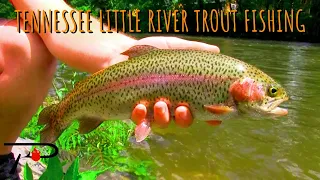 Trout Fishing the Little River