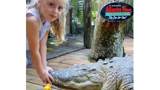 Аллигатор и ребенок. Девочка кормит крокодила. Alligator and child. The girl feeds a crocodile.
