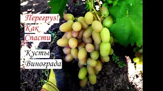 Перегруз! Как спасти кусты винограда