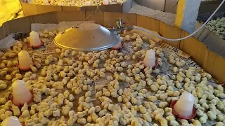 Day 1 chick l 5000 chick gas brooding l poultry