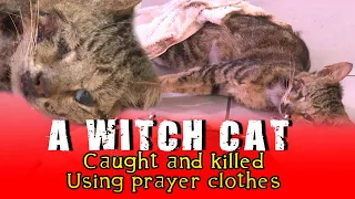 A WITCH CAT CAUGHT AND KILLED USING A PRAYER CLOTH