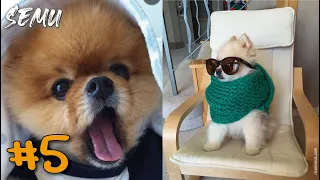 ❤️Mini Pomeranian - Bellos y chistosos videos de perritos pomeranios#5 Locuras de Animales | SEMU 🐶