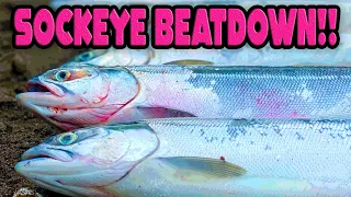 EPIC Bank Fishing For Sockeye, Kings, & STEELHEAD!