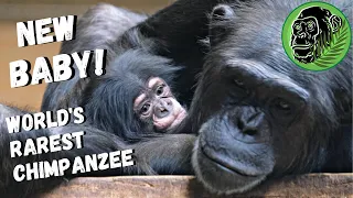 New Baby Chimp | Mum Chimpanzee Hands Baby Over To Big Sister