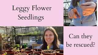 How To Fix Leggy Flower Seedlings | They Can Be Rescued!