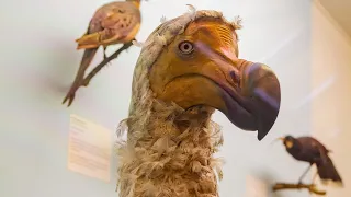 The Reason The Dodo Birds Went Extinct Is Tragic