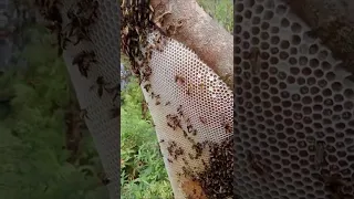 về miền Tây thu hoạch ong mật