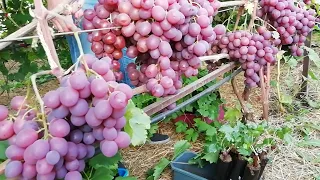 Виноградный сезон 2021 года: Богема, Заря Несветая, Арабелла, Краса Балок, Армани