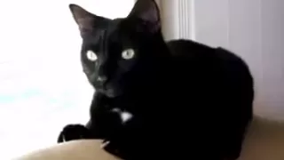 Реакция кота на сыр
