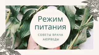 Режим питания, или Почему не стоит пропускать завтрак | Советы врача Аюрведы