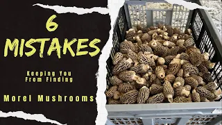 Morel Mushroom Hunting - Mistakes to Avoid and Tips for Success