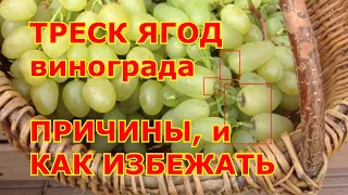 ТРЕСК ЯГОД винограда.  ПРИЧИНЫ и КАК ИЗБЕЖАТЬ треска плодов и ягод