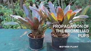 Bromeliad Plant - Part 2 - Propagation of the Bromeliad Pups through division from the Mother Plant